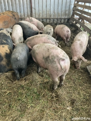 porci de casă - imagine 4