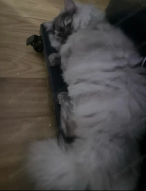 Pisicute persane - imagine 4