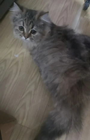 Pisicute persane - imagine 3