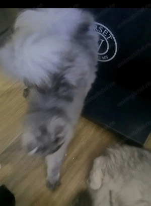 Pisicute persane - imagine 5