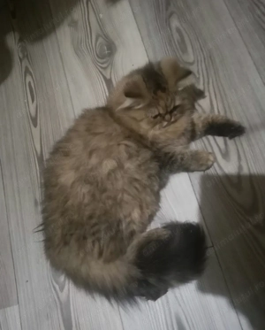 Pisicute persane - imagine 2