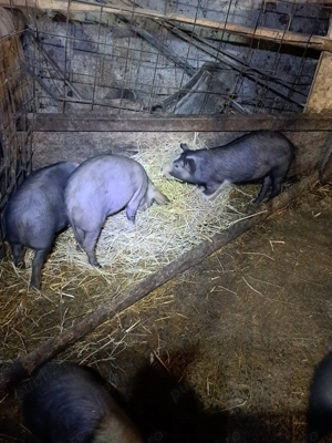 Vand 5 grasuni de bazna si 8 de landras cu petrean - imagine 2