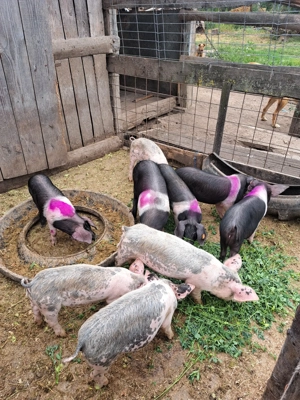 Vand 5 grasuni de bazna si 8 de landras cu petrean - imagine 4