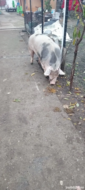 Vând porc 250kg - imagine 2