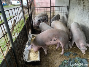 vand porci 80-100 kg durok  - imagine 2