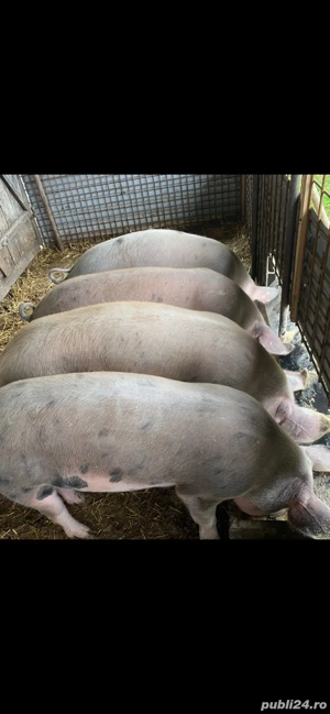 vand porci 80-100 kg durok  - imagine 3