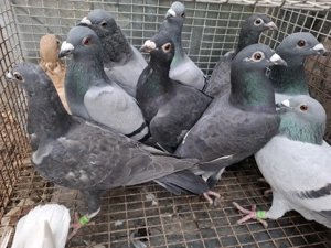 Vand voiajori sau schimb