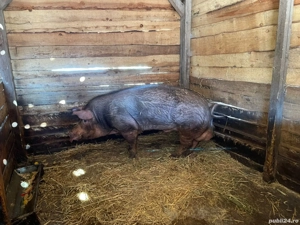 vand porc  - imagine 2