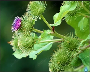 1 kg frunze brusture verzi proaspete - oferta unica de vara - planta neinflorita - imagine 3