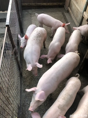 porc de vinzare - imagine 4