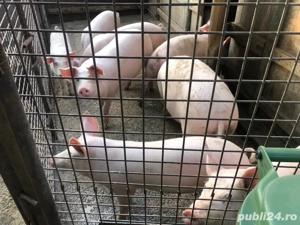 porci de vanzare