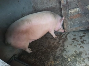 purcica landrace - imagine 4