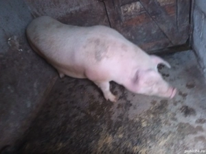 purcica landrace - imagine 3