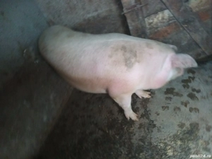 purcica landrace - imagine 2