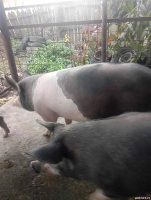 porci de carne - imagine 2