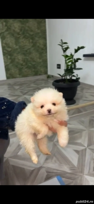 Pomeranian spitz mini - imagine 3