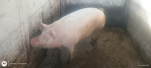 Porc de carne crescut în gospodărie  - imagine 2