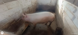Porc de carne crescut în gospodărie  - imagine 3