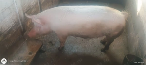 Porc de carne crescut în gospodărie 