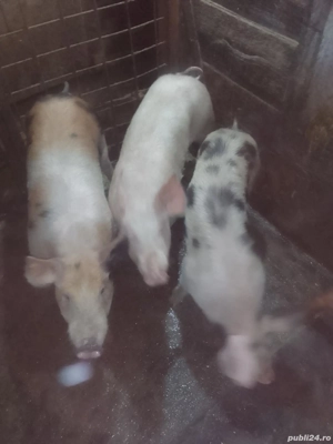 Godini de vânzare 50 60 de kg  - imagine 3