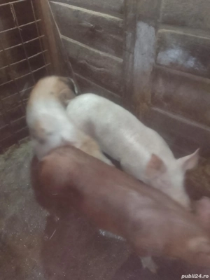 Godini de vânzare 50 60 de kg  - imagine 2