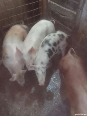 Godini de vânzare 50 60 de kg  - imagine 4