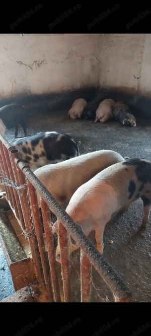 Vând  porci în viu 15 lei kg. Stupini  - imagine 2