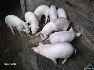 Vand purcei  - imagine 2