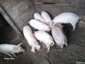 Vand purcei  - imagine 3