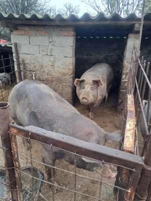 Vând porci și purcei preț 15 lei kg ușor negociabil com Dobrotesti jud teleorman - imagine 5