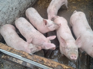 Vând porci și purcei preț 15 lei kg ușor negociabil com Dobrotesti jud teleorman - imagine 4