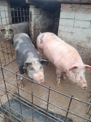 Vând porci și purcei preț 15 lei kg ușor negociabil com Dobrotesti jud teleorman - imagine 2