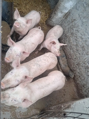 Vând porci și purcei preț 15 lei kg ușor negociabil com Dobrotesti jud teleorman - imagine 3