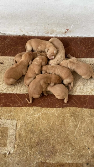 Căței vizsla maghiară 