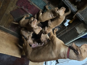 Căței vizsla maghiară  - imagine 2