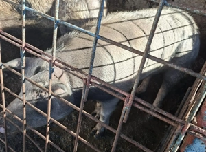 Porci pentru Craciun - imagine 5