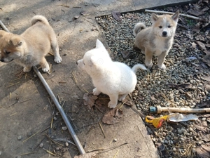 Cățeluși akita inu japonez - imagine 2