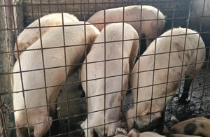 Porci pentru Craciun