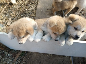 Cățeluși akita inu japonez