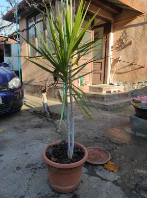 palmier yuca ornamentali pentru interior