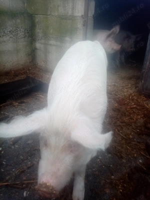 Porci de vanzare, rasa marele alb. - imagine 2