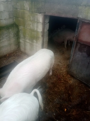 Porci de vanzare, rasa marele alb. - imagine 3