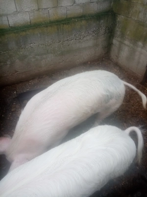 Porci de vanzare, rasa marele alb. - imagine 4