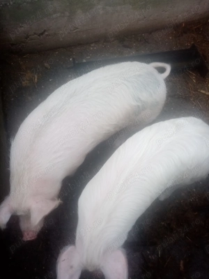 Porci de vanzare, rasa marele alb.