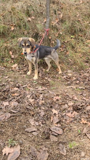 Câine de vânătoare  - imagine 3