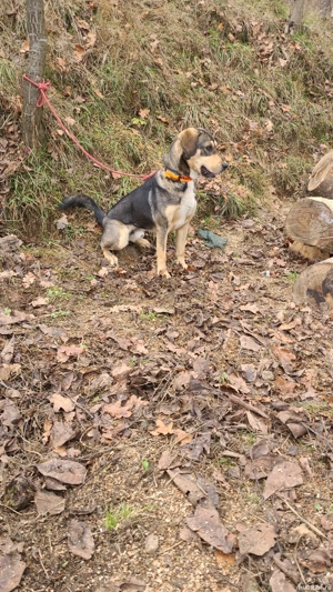 Câine de vânătoare  - imagine 2