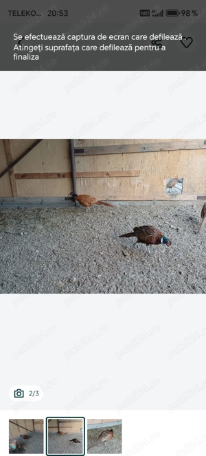 Cocosi fazan comun - imagine 2