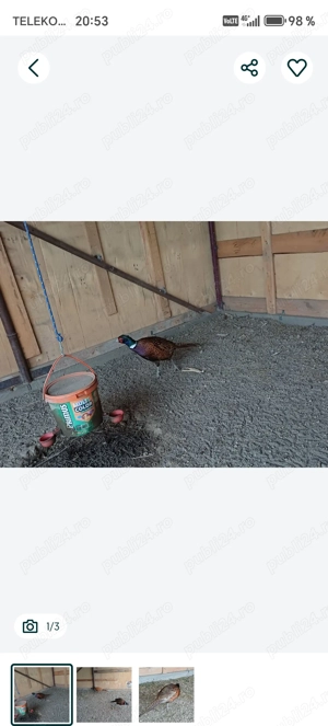 Cocosi fazan comun - imagine 3