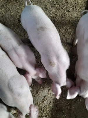 Vând purcei Landrace - 35-40 kg bucata 