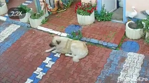 Caut femela talie mare